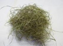 Seagrass, merehein, mererohi